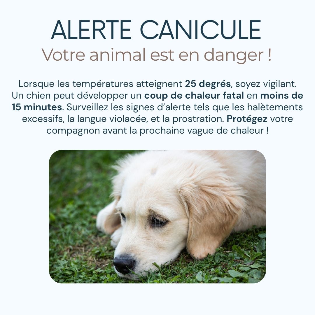 Tapis Rafraichissant pour chien et chat